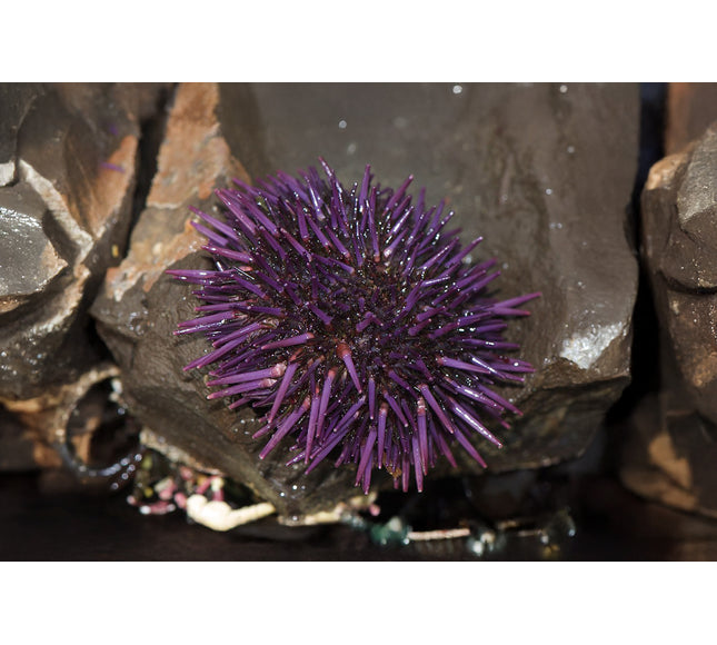 Purple Urchin