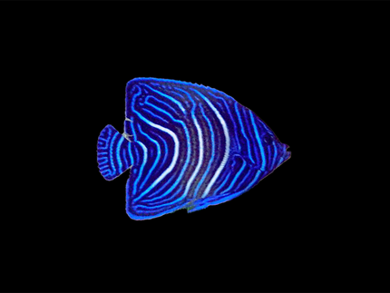 Collection image for: Angelfish