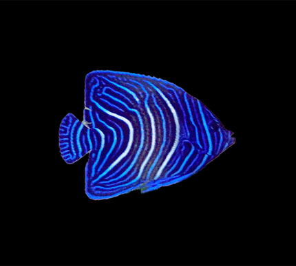 Koran Angelfish (Juvenile)