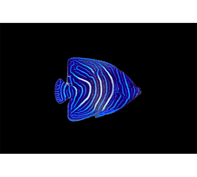 Koran Angelfish (Juvenile)