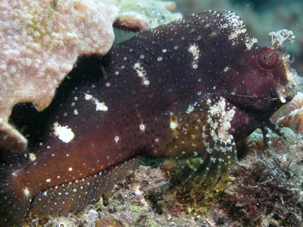 Collection image for: Blenny