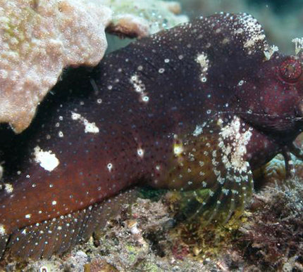 Starry Blenny