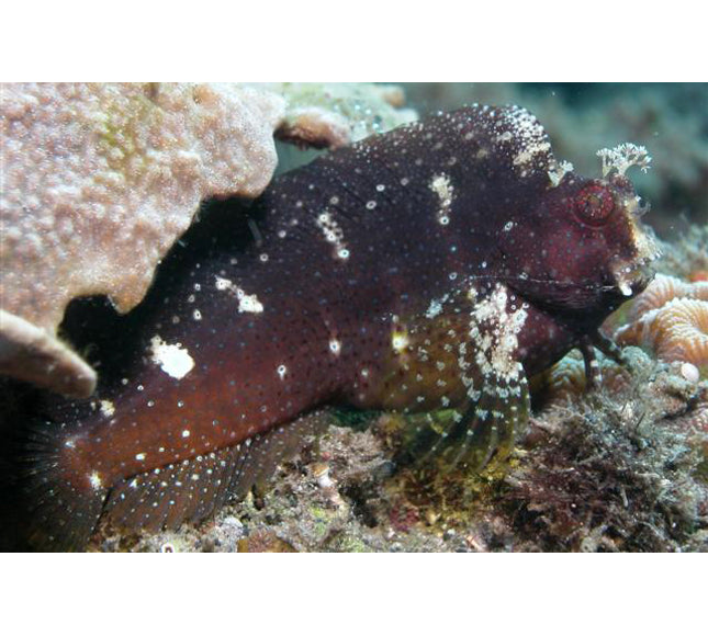 Starry Blenny