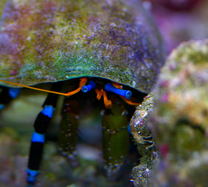 Blue Legged Hermit Crab