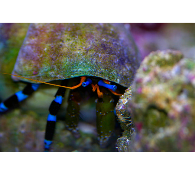 Blue Legged Hermit Crab