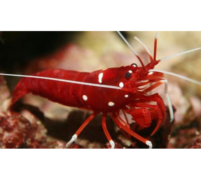 Fire Shrimp