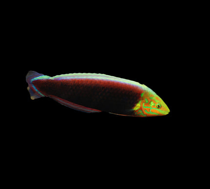 Radiant Wrasse