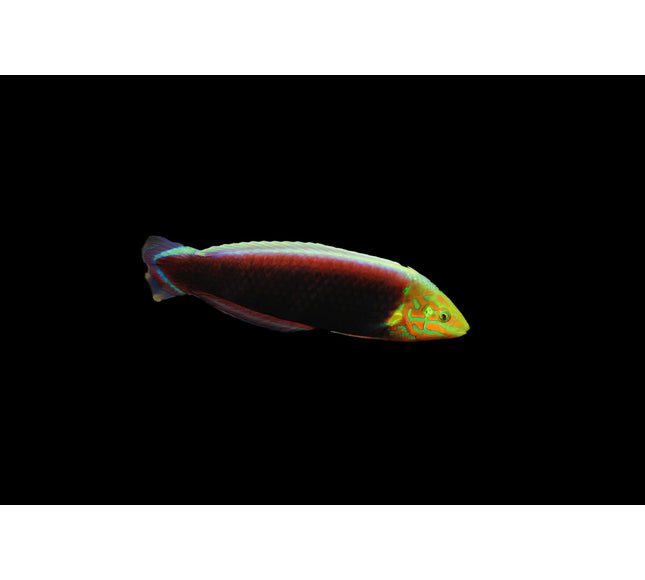 Radiant Wrasse