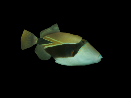 Collection image for: Predator Fish
