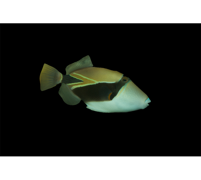 Rectangulus Triggerfish