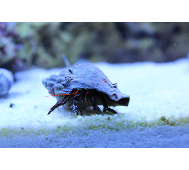 Red-Legged Hermit Crab