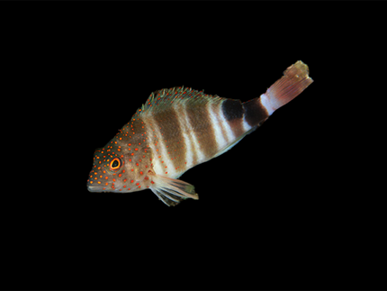Collection image for: Hawkfish
