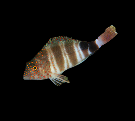 Red Spotted Hawkfish