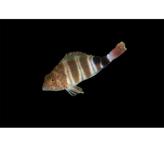 Red Spotted Hawkfish