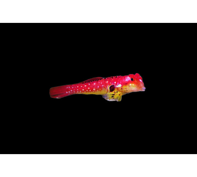 Ruby Red Dragonet