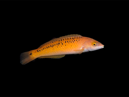 Collection image for: Reef Safe With Caution
