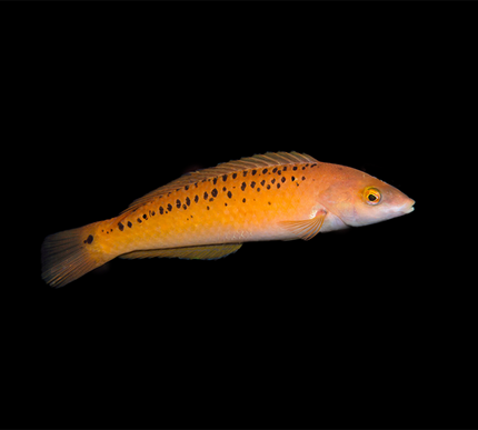 Rock Wrasse