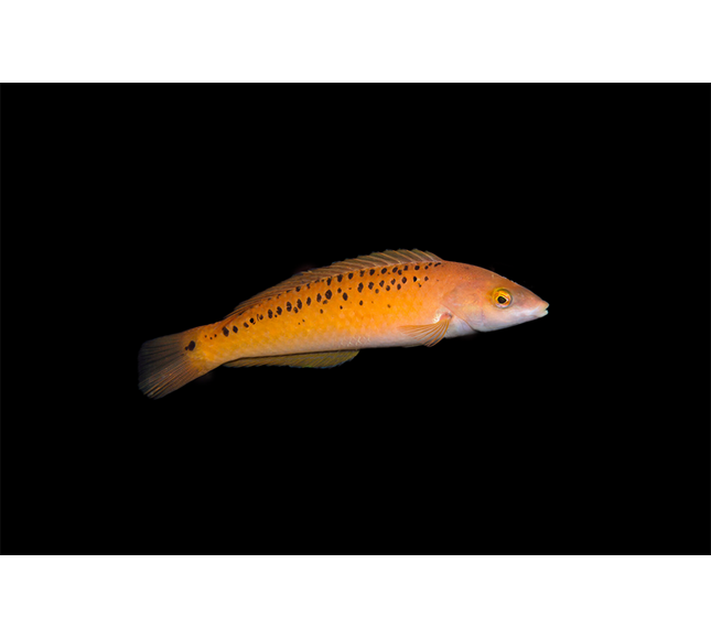 Rock Wrasse