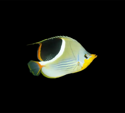 Saddleback Butterflyfish