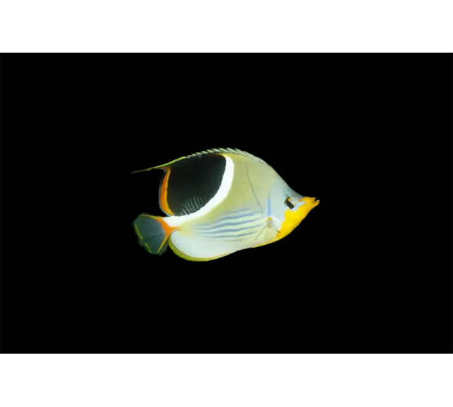 Saddleback Butterflyfish