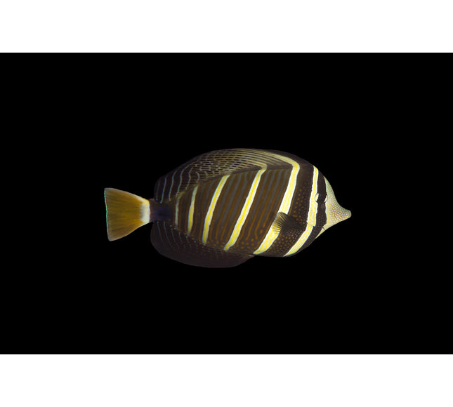 Sailfin Tang