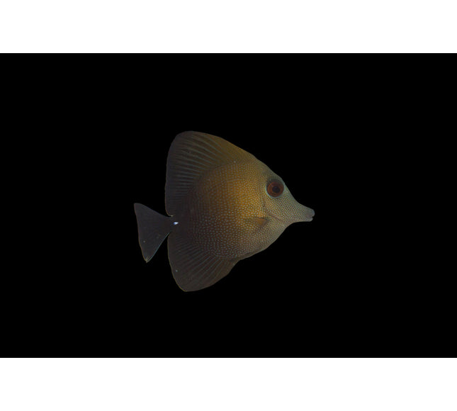 Scopas Tang