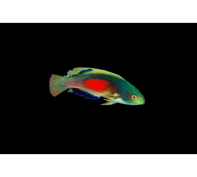 Scotts Fiji Wrasse