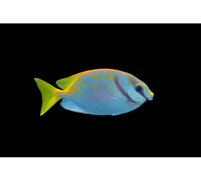 Scribbled Rabbitfish