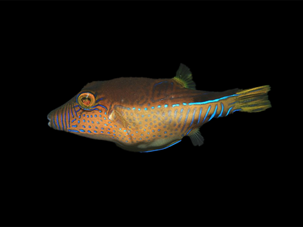 Collection image for: Pufferfish