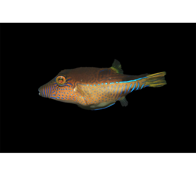 Sharpnose Puffer