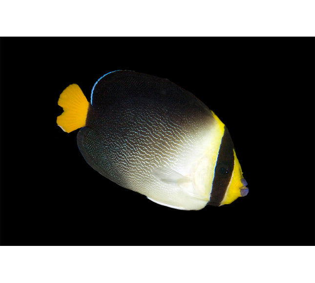 Singapore Angelfish