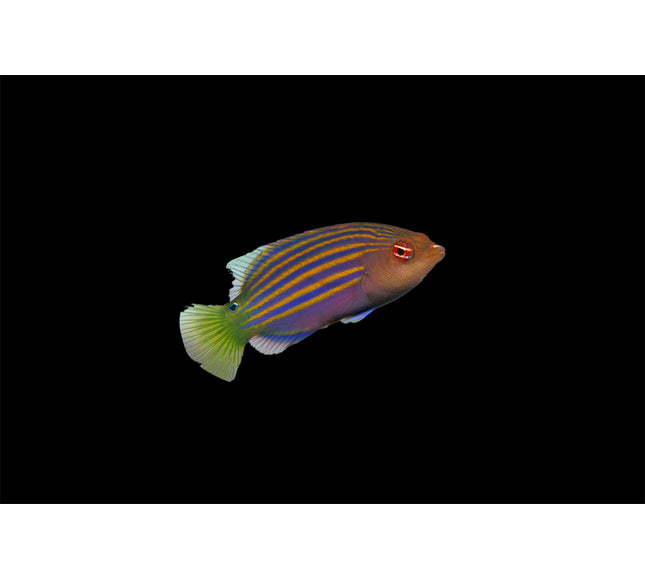 Six Line Wrasse