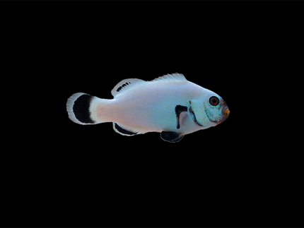 Collection image for: Clownfish