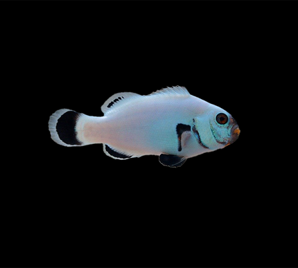 Snowflake Flurry Clownfish