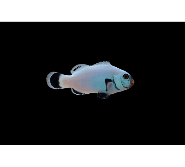 Snowflake Flurry Clownfish