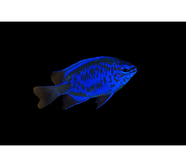 Springeri Damselfish