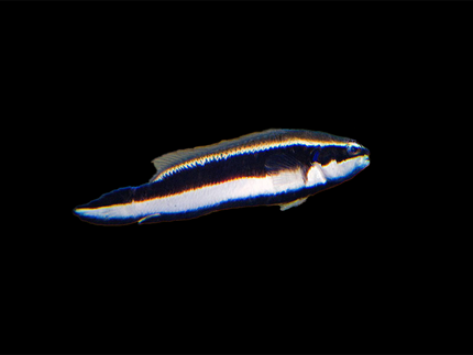 Collection image for: Dottyback