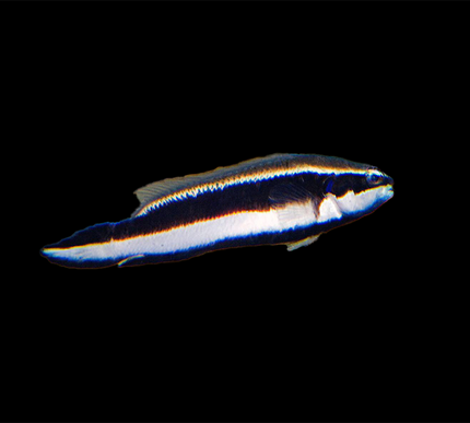 Sankeyi Dottyback