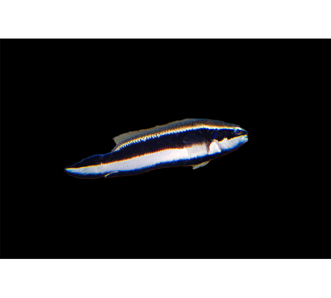 Sankeyi Dottyback
