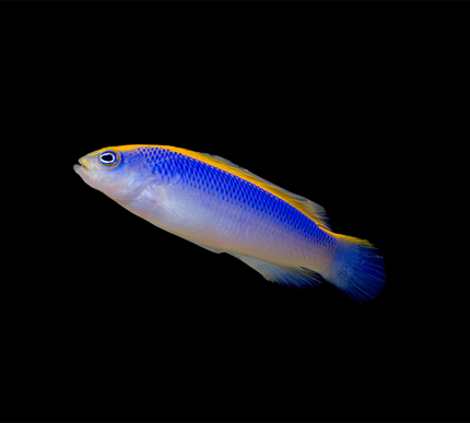 Sunrise Dottyback