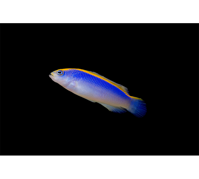Sunrise Dottyback
