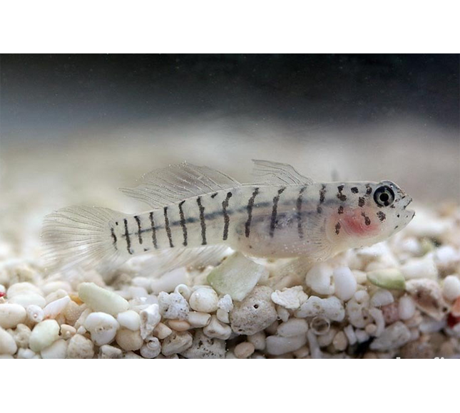 Tiger Goby