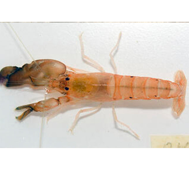 Tiger Pistol Shrimp