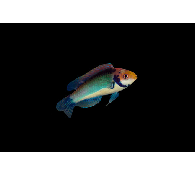 Tricolor Fairy Wrasse