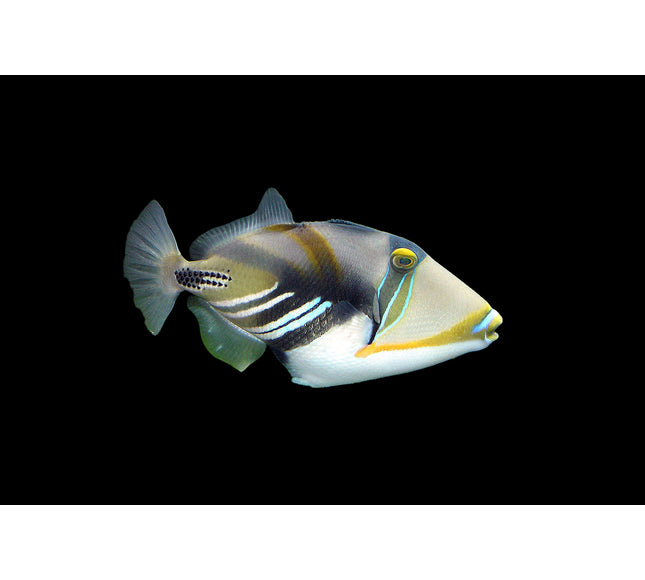 Picasso Triggerfish