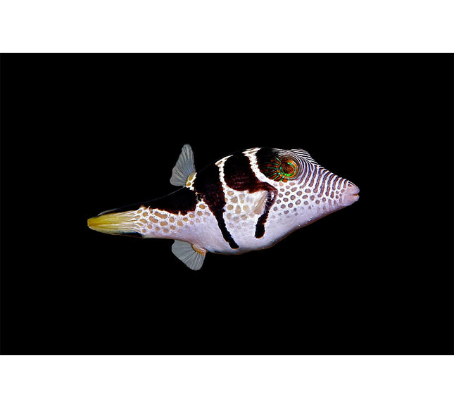 Valentini Puffer