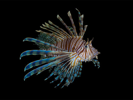 Collection image for: Lionfish