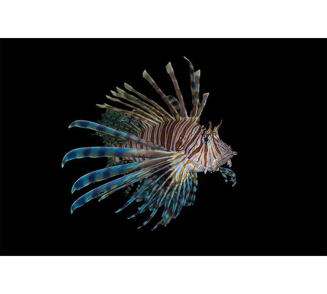 Volitan Lionfish