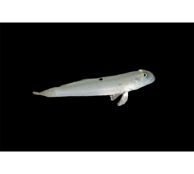 White Sleeper Goby