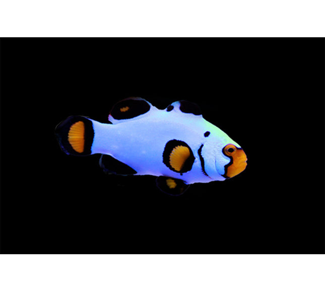 Wyoming White Clownfish